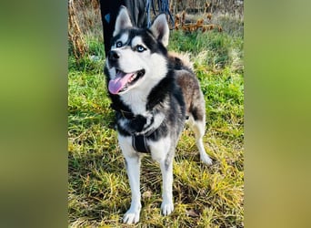 BANDIT - der verspielte und soziale Bursche möchte für immer ein Teil deiner Familie sein!