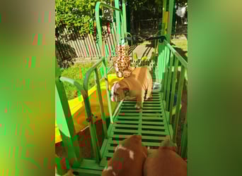Englische Bulldogge Welpen mit FCI Papiere