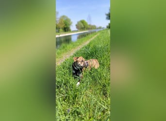 Continental Bulldog Hündin
