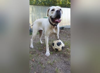 White-DG, süße Schnute sucht Sofa!