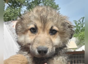 Ben ❤️ schmusiger, verspielter Welpenbub