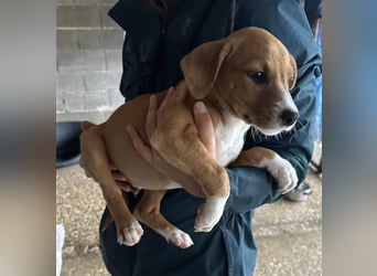 Hundekind JOCA sucht Familie mit Herz