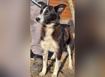 Lieblingsmenschen für die bezaubernde „Foxi“ gesucht
