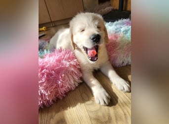 Bildschöne, kuschelige und sehr verschmuste Labradoodle Welpen F1, Sofort Abgabebereit