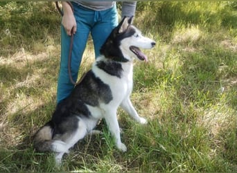 Akira, Husky