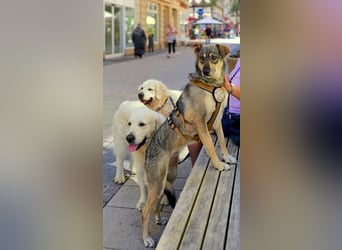 Nadja - freundliche, verspielte Schäferhund-Mix Hündin / Pflegestelle in 38...Remlingen