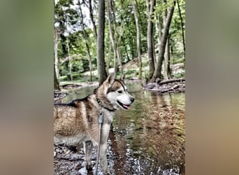 WOLFI ca. 5 J. Malamutmixrüde, kraftvoll und sportlich