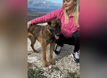 Schäferhund(mix) Freunde aufgepasst – hier kommt unsere Reika