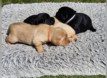 Edle Labrador Welpen (Schwarz/Foxred/Creme) mit Ahnentafel, Nachkommen von Champions