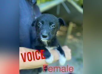 Voice, Mädel, 1 ¾ Jahre, ca. mittelgroß, verspielt, freundlich, offen, sozial
