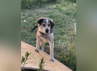 Freundlicher Kettenhund Kubik❤️sucht endlich Pflege- oder Endstelle