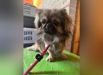 Odett, 1 Jahr, 25cm sucht ihre Leute