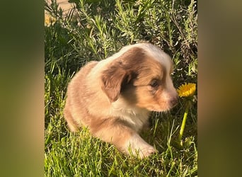 Miniature Australian Shepherd Welpen m. Papieren