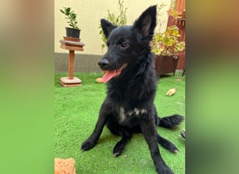 Fiona SR– Kleine Entdeckerin sucht liebevolles Zuhause