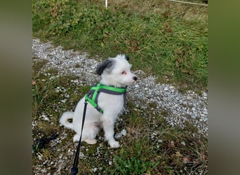 Havaneserpomchi