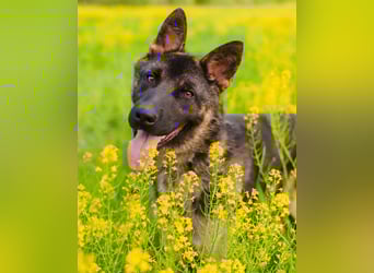 Ein schöner Schäferhund Mischling *Balou* wartet auf sein neues zuhause
