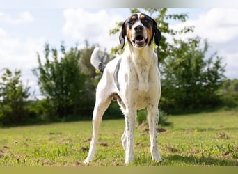 Olaf, große Schönheit, ca. 2 Jahre, 67 cm, 35 kg *in 34128 Kassel*