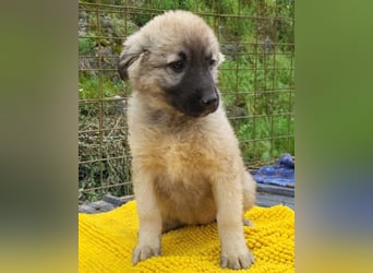 Suki ❤️ Süßes + liebes Welpenmädchen!