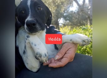 Jagdhundmixwelpen suchen ihre Menschen