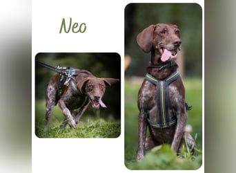 Neo wartet in Tierheim 75177 Pfortzheim