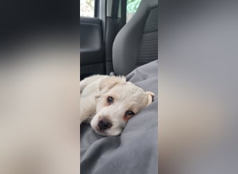 Labrador-Mischlingswelpe sucht liebevolles Zuhause