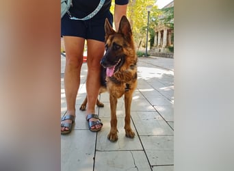 Karma hat das Schicksal zu uns geführt 