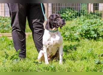 Pepa  - Englischer Pointer, lieb und verträglich
