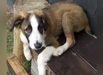 Merlin, bereits auf PS in DE, freut sich auf Anfragen, er sucht ein tolles Zuhause für immer!