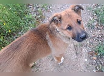 Joriz, ein verspieltes Hundekind auf der Suche nach einem Zuhause fürs Leben