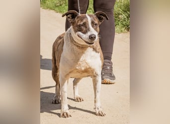 Xena, hat es nicht verdient im Tierheim alt zu werden. Ein absolut toller Familienhund!