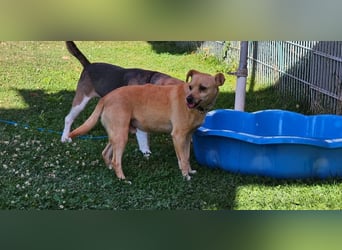 Winnie Piccolo: kleiner Charmeur sucht Dich