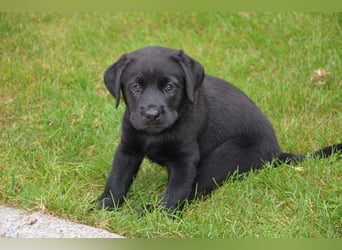 Reinrassige Labradorwelpen (Arbeitslinie)drei schwarze Mädels suchen ein schöne Zuhause