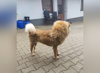 Bella - eine Schönheit sucht ihr Zuhause für immer