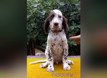 English setter Welpen (3 Rüden, 2 Hündinnen)