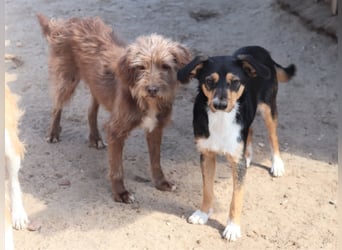 Curly, Mix Podengo / Labradoodle, lieb und sozial