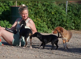 JOLENE-wunderschöne Strubbelmaus mit goldenem Herzen sucht ihre liebevolle "Für-immer-Familie"