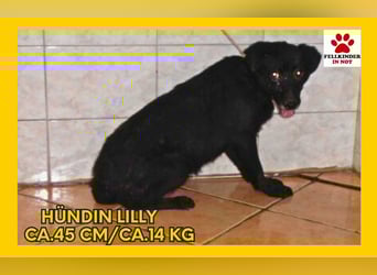 Lilly Mischlingshündin Mischling Hündin Junghund sucht Zuhause oder Pflegestelle