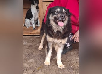 Laika, lebenslustig und menschenbezogen