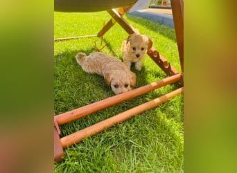 Wunderschöne Maltipoo Welpen!!! (Malteser/Zwergpudel)