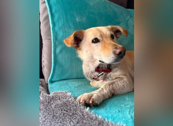 Ruhige Hündin Molly sucht ein zu Hause