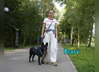 Beary geb. 01/2020 - sanfter und ruhiger kleiner Schatz sucht ruhiges Zuhause!
