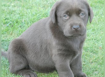 Labrador - Welpen