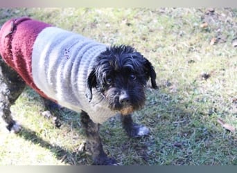 Lucy, Tibet Terrier, geb. 2012, liebe, rüstige Seniorin sucht ein Zuhause