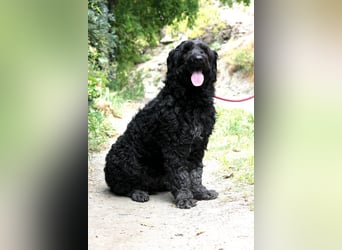 Nube sucht Kuschelpartner für's Leben