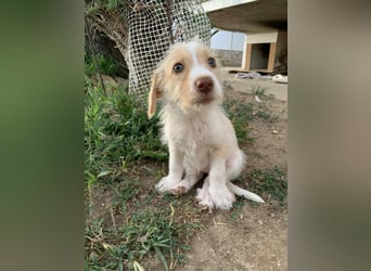 Sunny – kleines Hundemädchen sucht ihr Glück