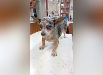 Merle 2 PP – Kleine Chihuahua-Dame sucht liebevolle Menschen