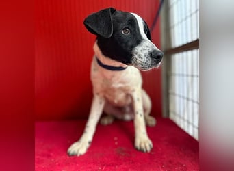 ❤️ zarte Hundeseele SAMMY - 8 Monate, 40cm/11kg - Mischling