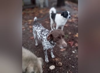 Theo, Deutsch Kurzhaar auf der Suche nach einem tollen Zuhause!