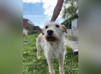 SANDY ❤️ ein liebevoller Gefährte, Pflegefamilie Elsdorf