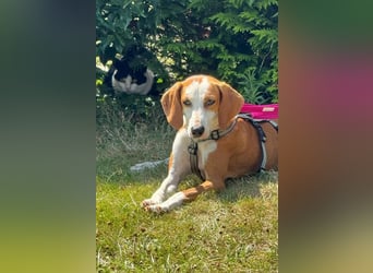 Annie – unkompliziert, freundlich und bereit für ihr Zuhause. Auf PS in DE!